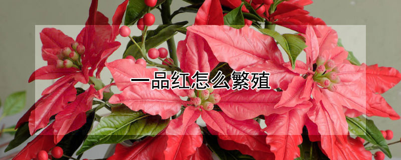 一品红怎么繁殖 一品红的繁殖方法和注意事项