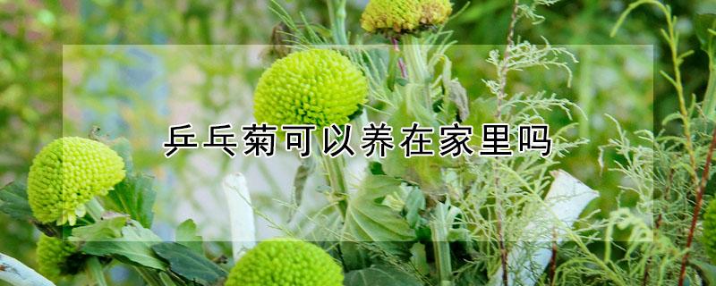 乒乓菊可以养在家里吗 乒乓菊可以养在家里吗视频