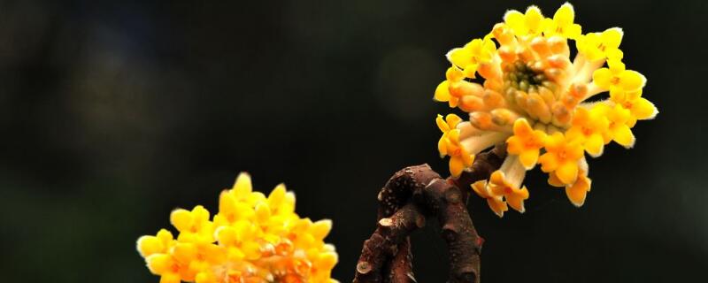 结香花花语（结香花花语和寓意）