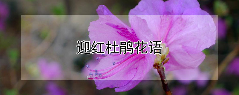 迎红杜鹃花语 迎红杜鹃花能开多少天