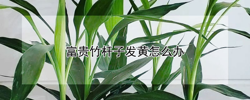 富贵竹杆子发黄怎么办（富贵竹杆发黄怎么回事）