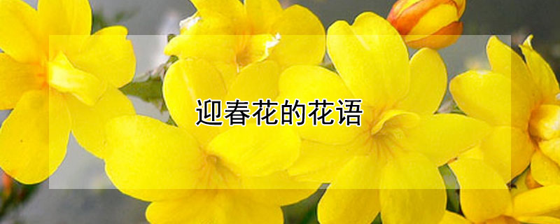 迎春花的花语 迎春花的花语和寓意