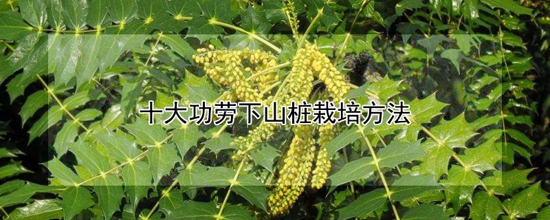 十大功劳下山桩栽培方法 下山桩栽培视频