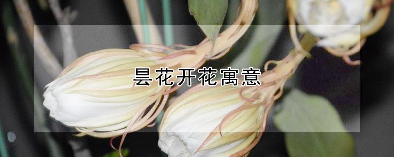 昙花开花寓意 家里昙花一现是吉兆吗