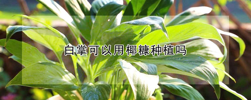 白掌可以用椰糠种植吗 白掌可以用椰糠种植吗视频