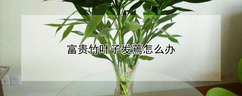 富贵竹叶子发蔫怎么办（富贵竹叶子蔫了怎么回事）