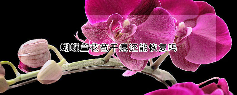 蝴蝶兰花苞干瘪还能恢复吗（蝴蝶兰花苞干瘪还能恢复吗图片）