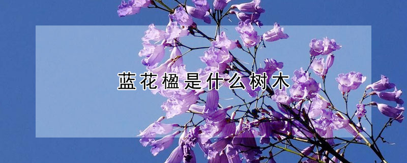 蓝花楹是什么树木（蓝花楹是什么树木类型）