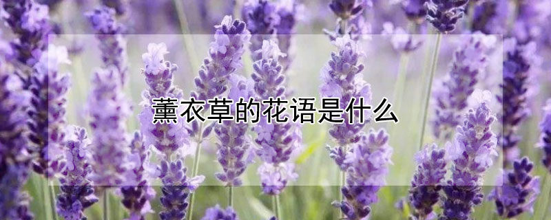 薰衣草的花语是什么（薰衣草的花语是什么吗）
