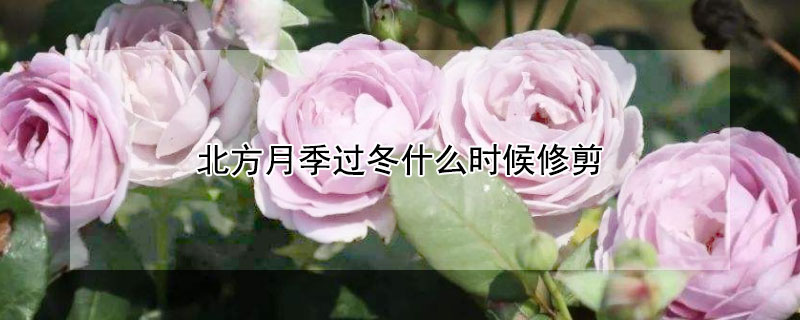 北方月季过冬什么时候修剪（地栽月季入冬前修剪要求）