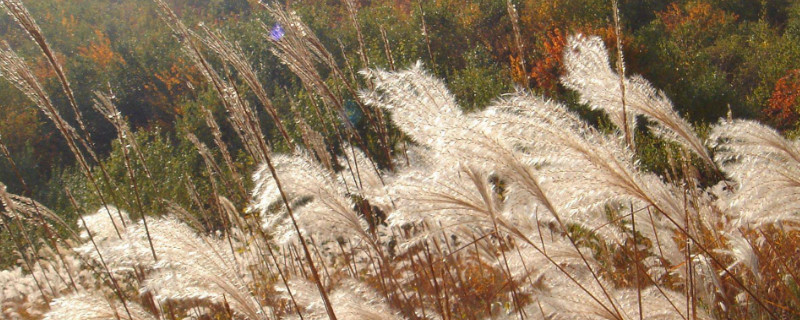 菅芒花象征什么 菅芒花的花语