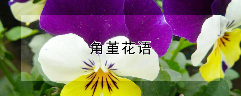 角堇花语 角堇花语寓意