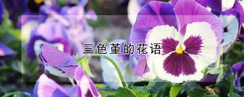 三色堇的花语 紫色三色堇的花语