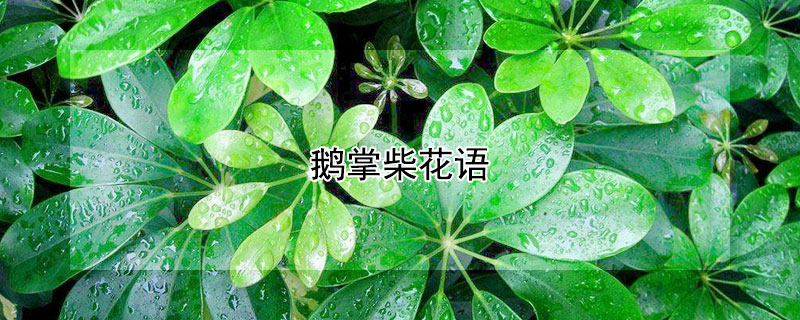 鹅掌柴花语 鹅掌柴花语关于爱情