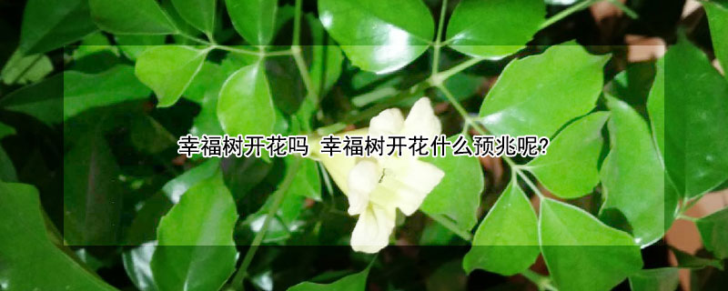 幸福树开花吗 幸福树开花吗?几年一开花