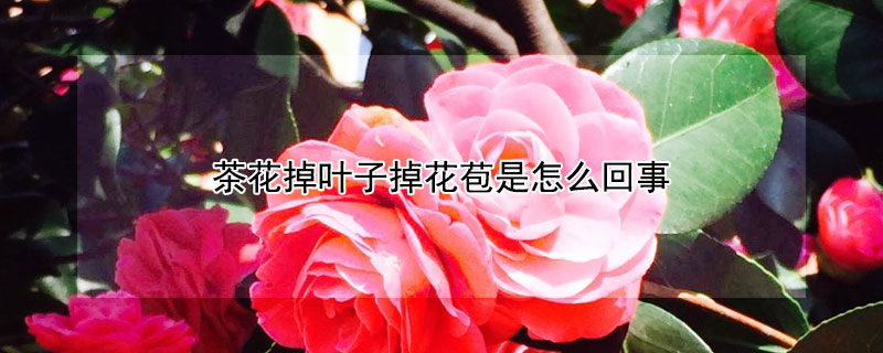 茶花掉叶子掉花苞是怎么回事（茶花掉叶子掉花苞怎么办）