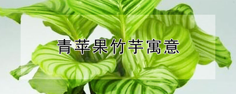 青苹果竹芋寓意（青苹果竹芋寓意和花语）