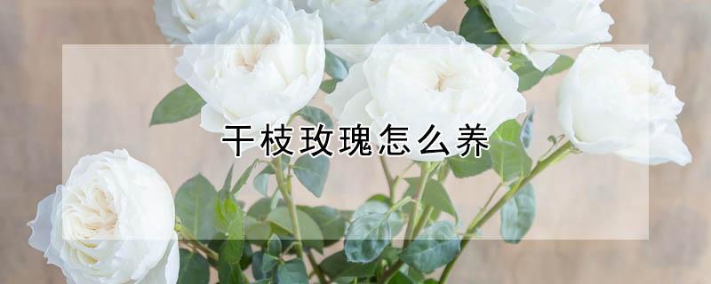 干枝玫瑰怎么养（干枝玫瑰怎么养活）