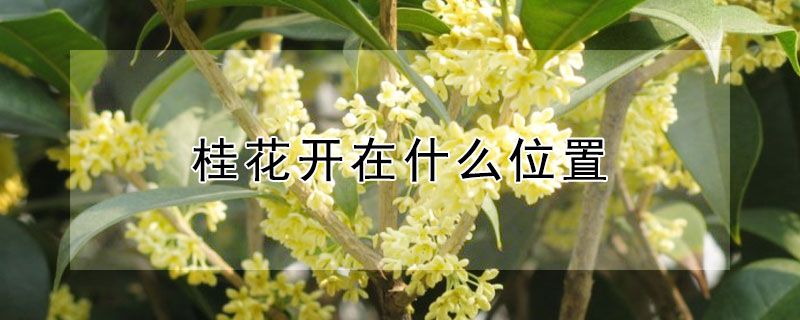 桂花开在什么位置 桂花开在什么位置好