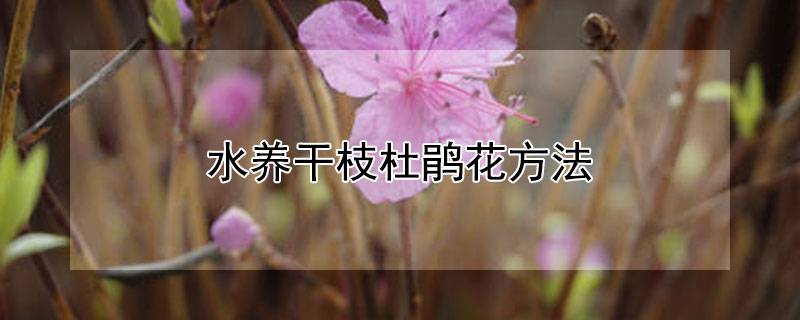 水养干枝杜鹃花方法 干枝杜鹃用什么水