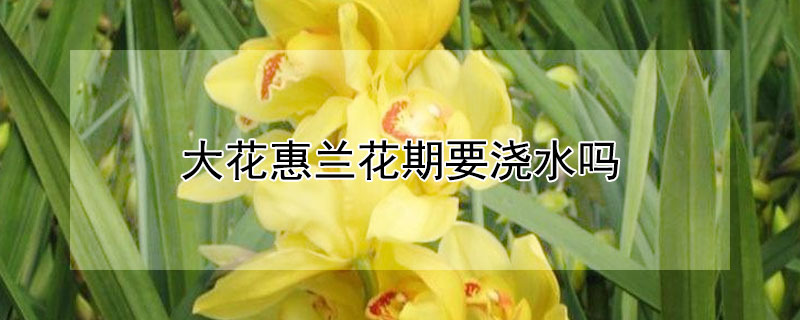大花惠兰花期要浇水吗（大花蕙兰花期需要施肥吗）