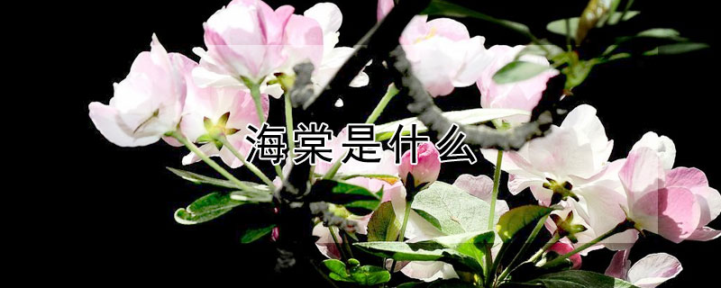 海棠是什么（海棠是什么意思）