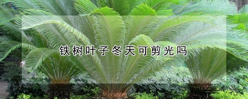 铁树叶子冬天可剪光吗（铁树叶子冬天可剪光吗图片）