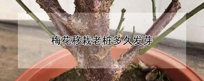 梅花移栽老桩多久发芽 梅花老桩怎样移栽
