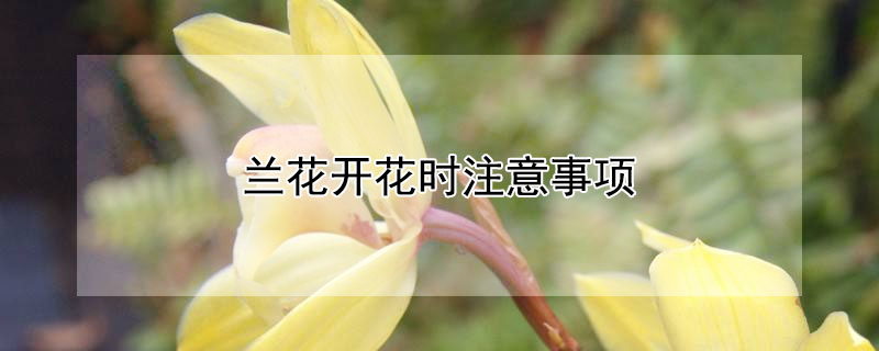 兰花开花时注意事项 兰花开了花注意事项