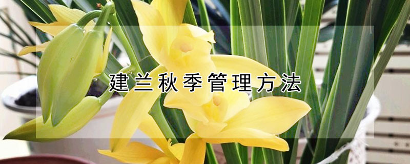 建兰秋季管理方法（建兰的秋季养殖方法）