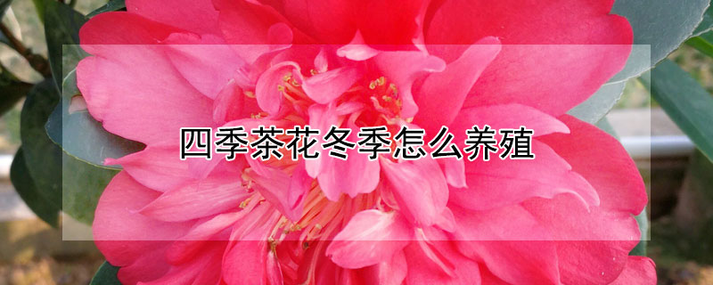 四季茶花冬季怎么养殖（四季茶花冬季怎么养护）