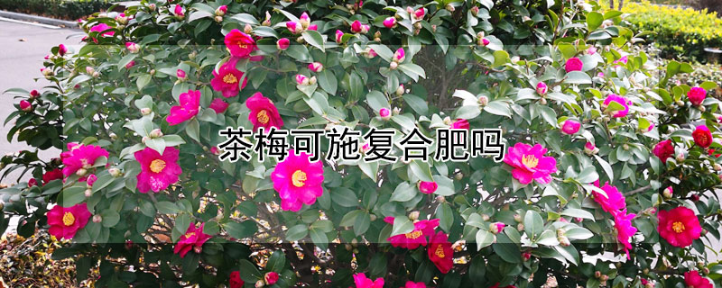 茶梅可施复合肥吗 茶梅能施复合肥吗