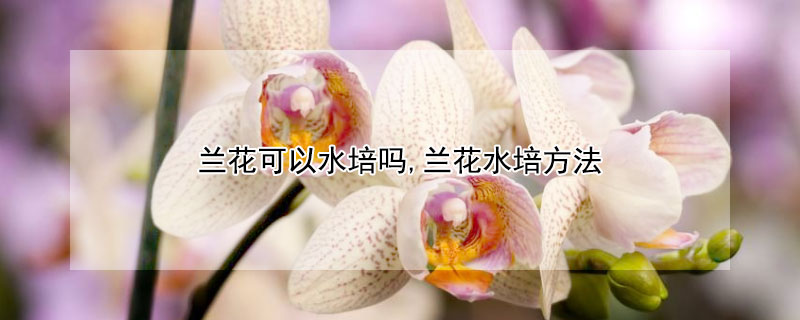 兰花可以水培吗,兰花水培方法 兰花可以水培吗,兰花水培方法视频