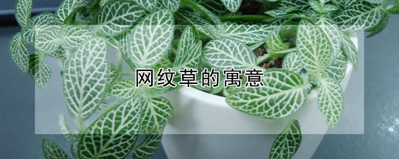 网纹草的寓意 网纹草的寓意风水