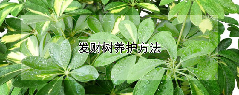 发财树养护方法 发财树养护方法推荐