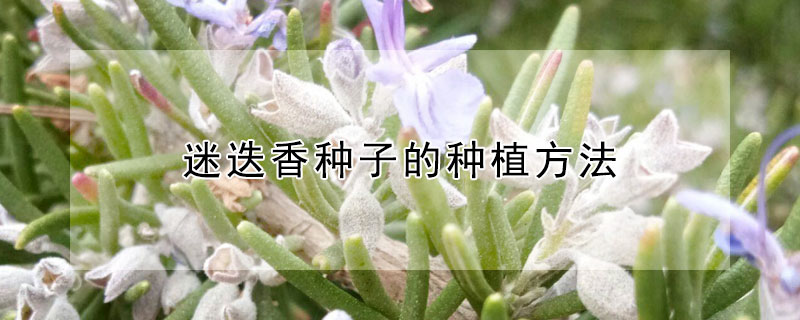 迷迭香种子的种植方法 迷迭香种子的种植方法视频