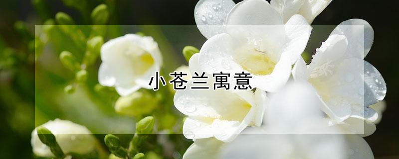 小苍兰寓意 小苍兰寓意是什么