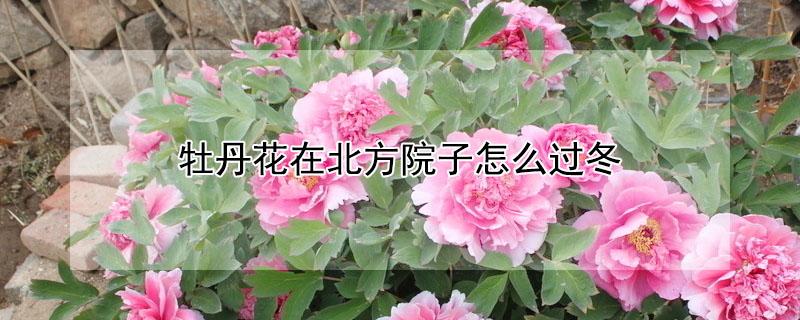 牡丹花在北方院子怎么过冬 牡丹花为什么不能进家