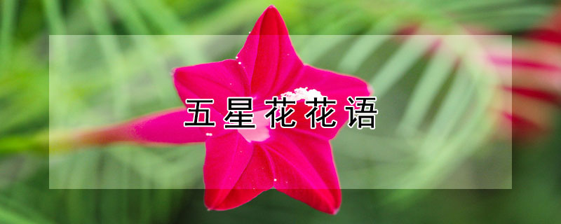 五星花花语 粉色五星花花语