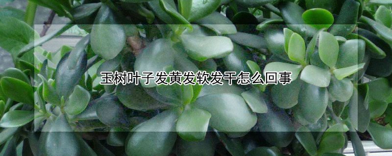 玉树叶子发黄发软发干怎么回事 玉树叶子发黄发软发干怎么办