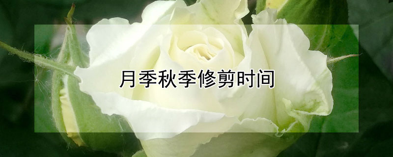 月季秋季修剪时间 月季秋季修剪时间月季花最好的肥料