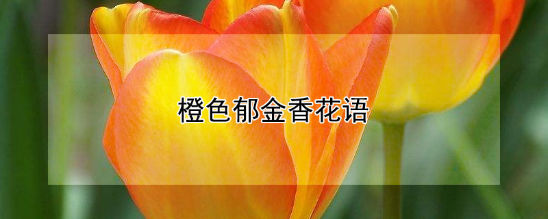 橙色郁金香花语（橙色郁金香花语是什么）