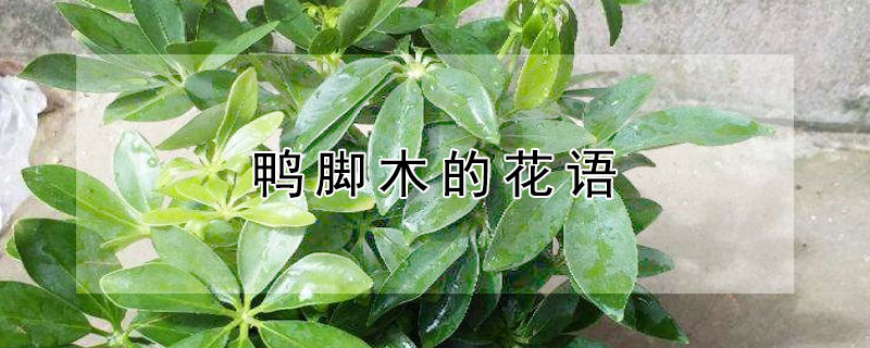 鸭脚木的花语（鸭脚木花语及图片）