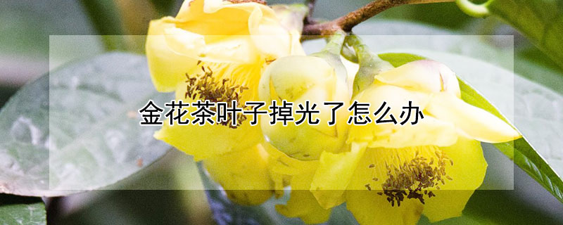 金花茶叶子掉光了怎么办（金花茶叶子落完还能活吗）