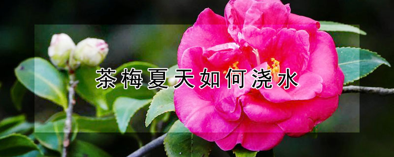 茶梅夏天如何浇水（茶梅夏天如何浇水视频）