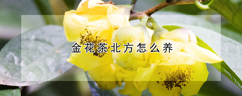 金花茶北方怎么养（金花茶为什么养不活）