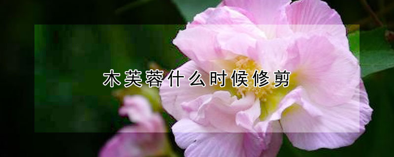 木芙蓉什么时候修剪 木芙蓉什么时候修剪地栽芦荟怎样过冬