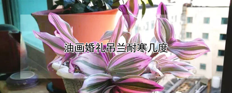 油画婚礼吊兰耐寒几度（油画婚礼吊兰冬天会冻死吗）