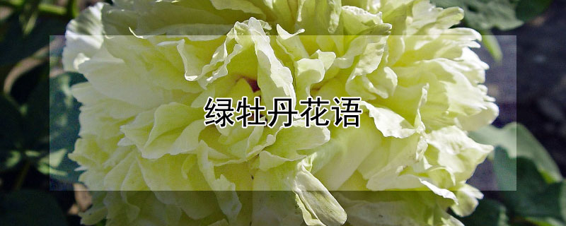 绿牡丹花语 绿牡丹花语是什么