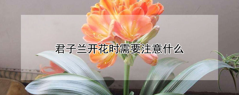 君子兰开花时需要注意什么（君子兰开花时需要注意什么问题）